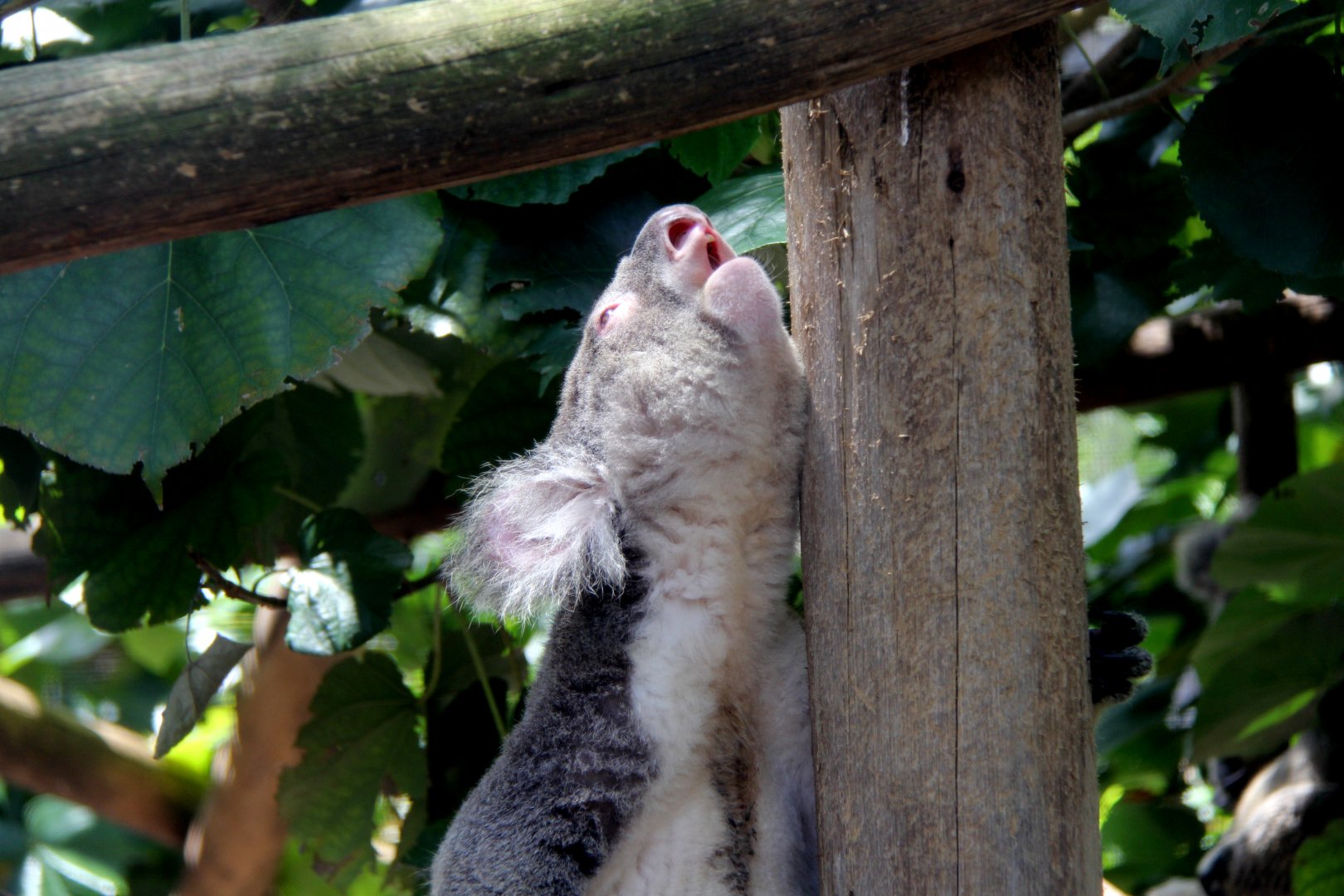 koala (Phascolarctos cinereus)