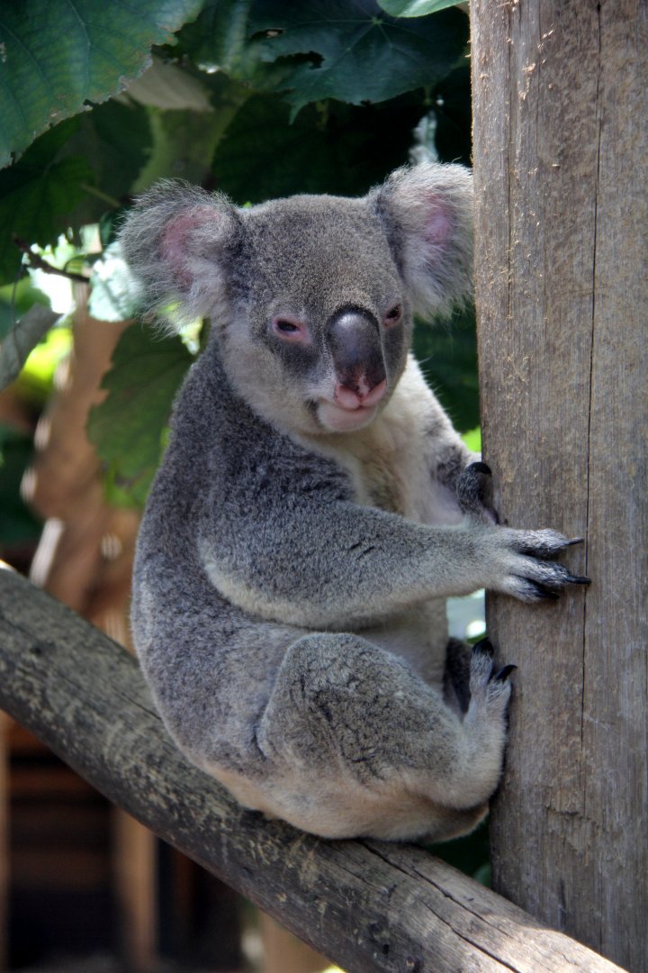 koala (Phascolarctos cinereus)