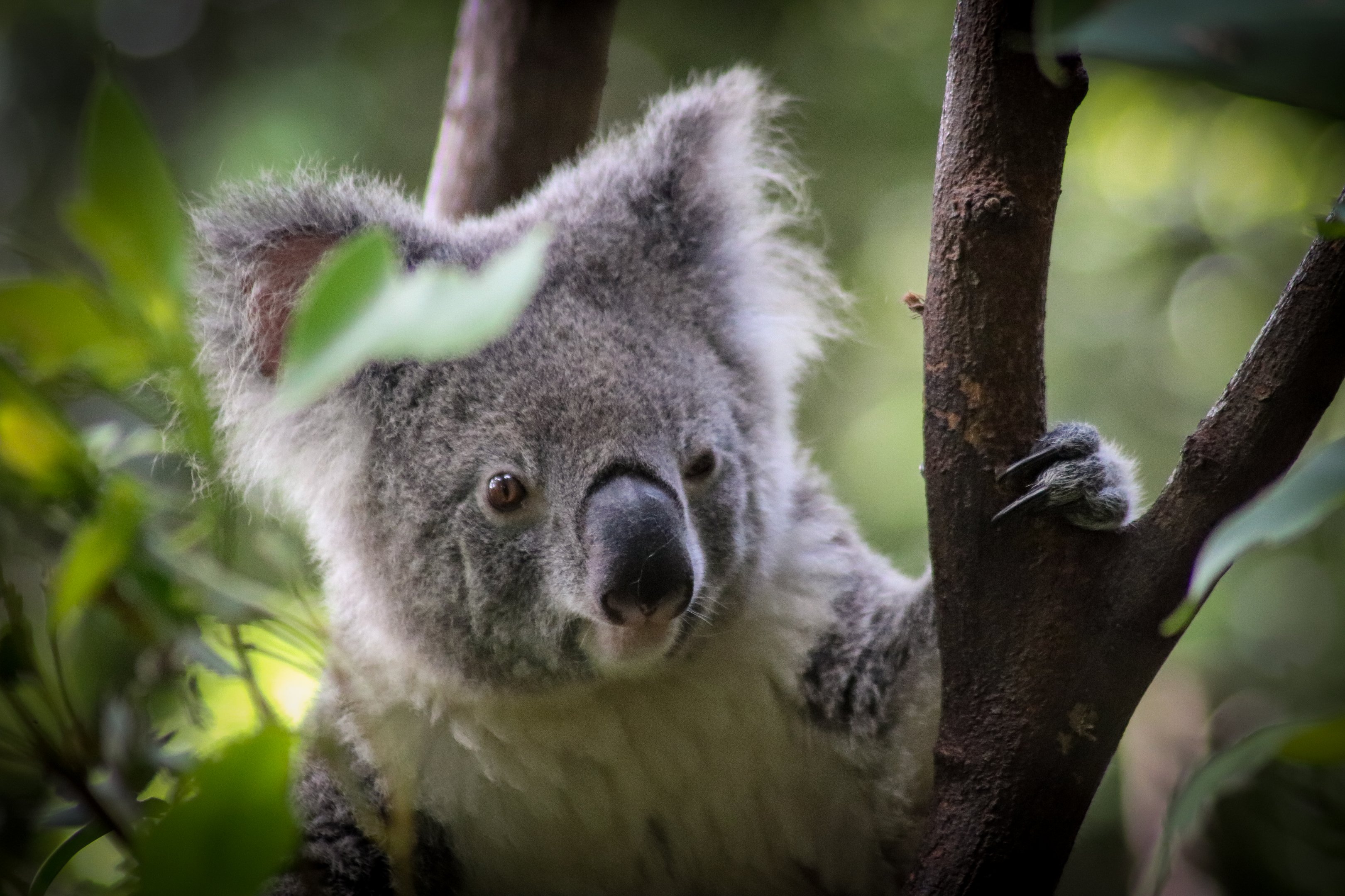 Koala (Phascolarctos cinereus)