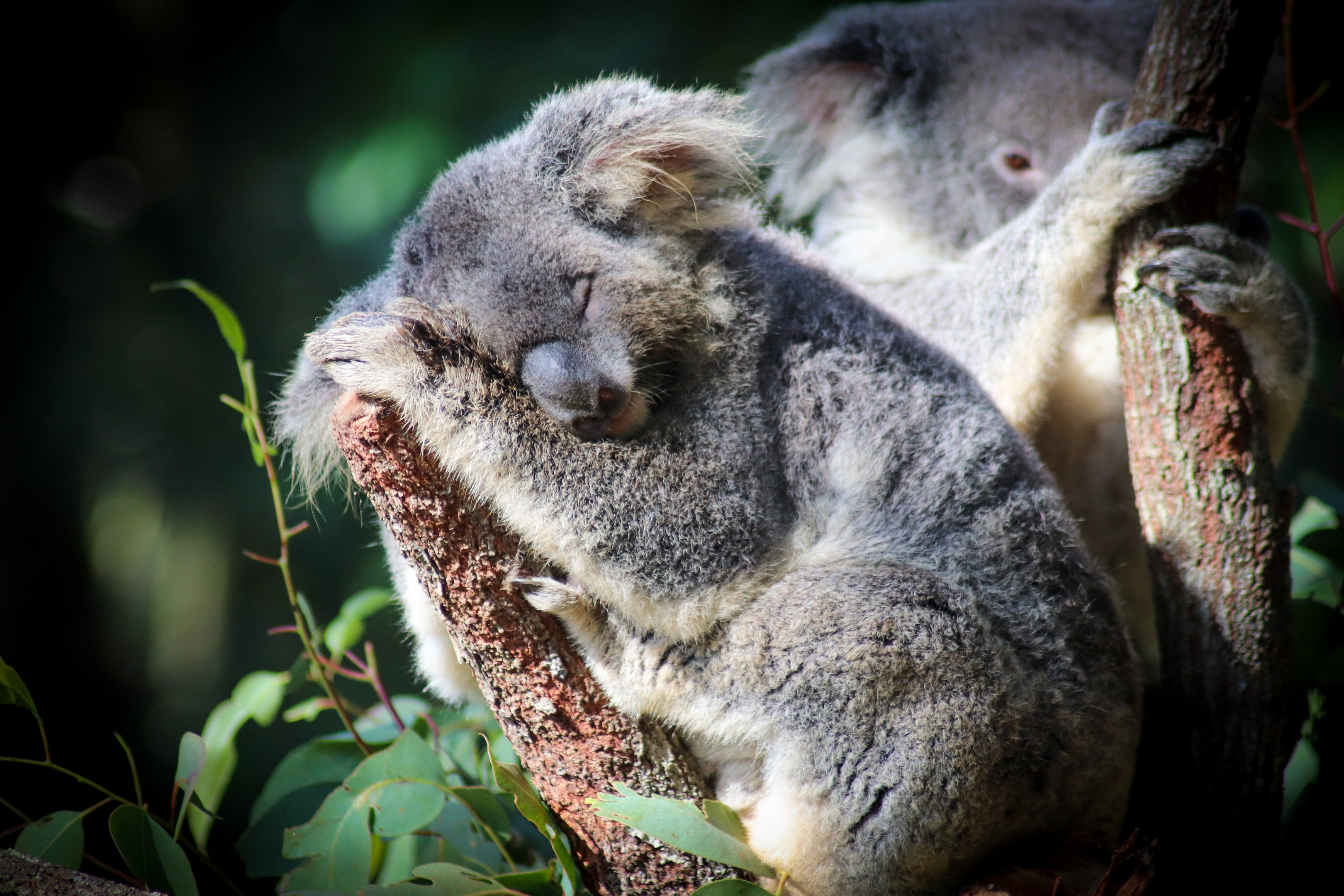 Koala (Phascolarctos cinereus)