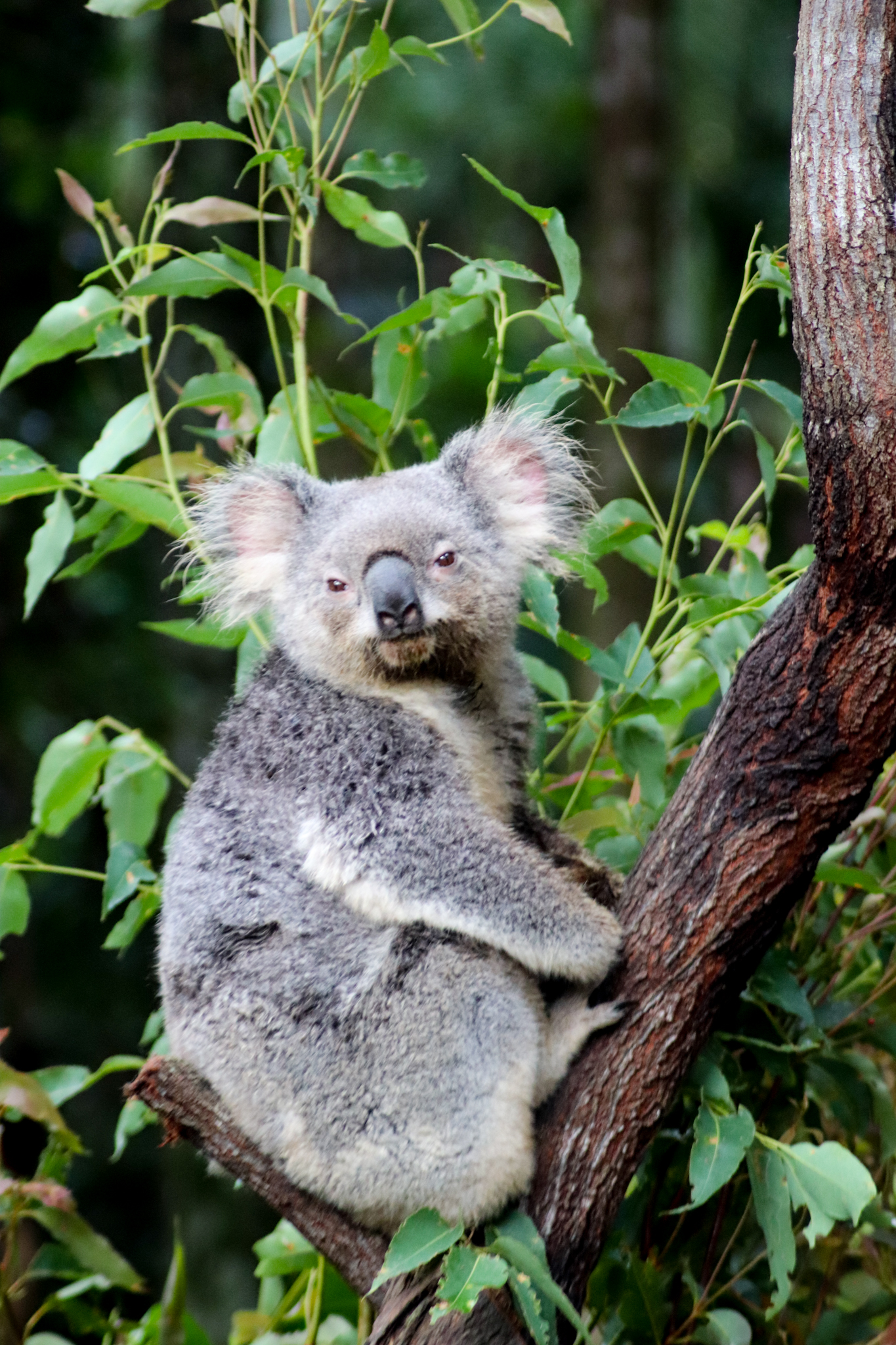 Koala (Phascolarctos cinereus)