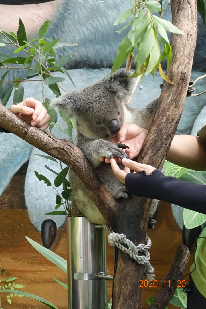 Koala (Phascolarctos cinereus)