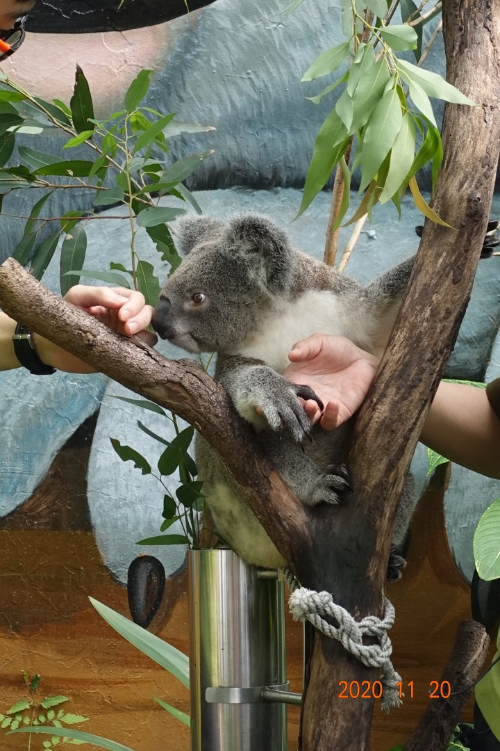 Koala (Phascolarctos cinereus)