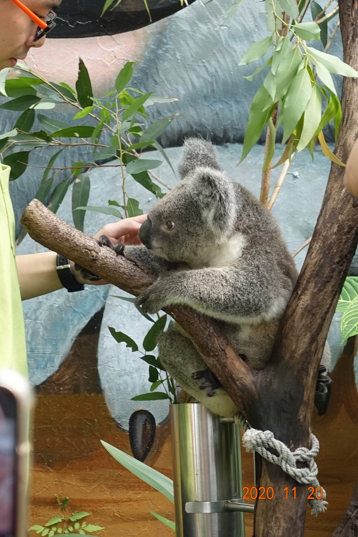 Koala (Phascolarctos cinereus)