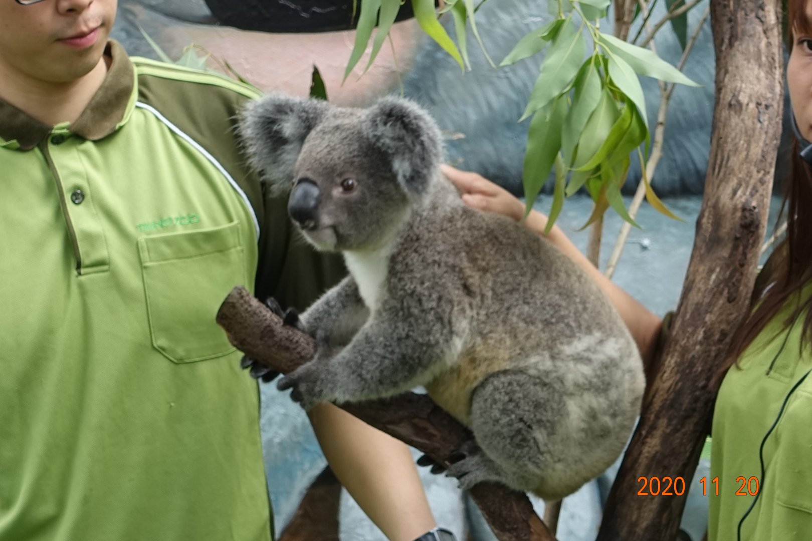 Koala (Phascolarctos cinereus)