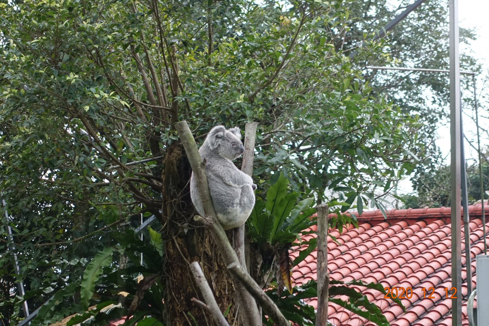 Koala (Phascolarctos cinereus)