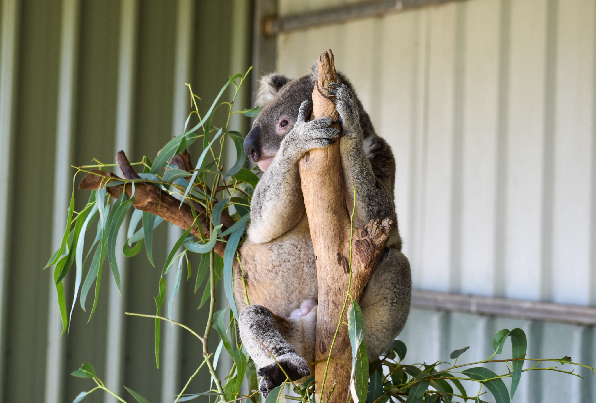 Koala (Phascolarctos cinereus)