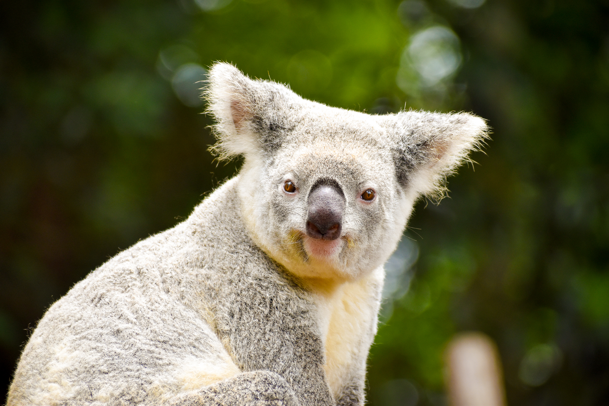 Koala (Phascolarctos cinereus)
