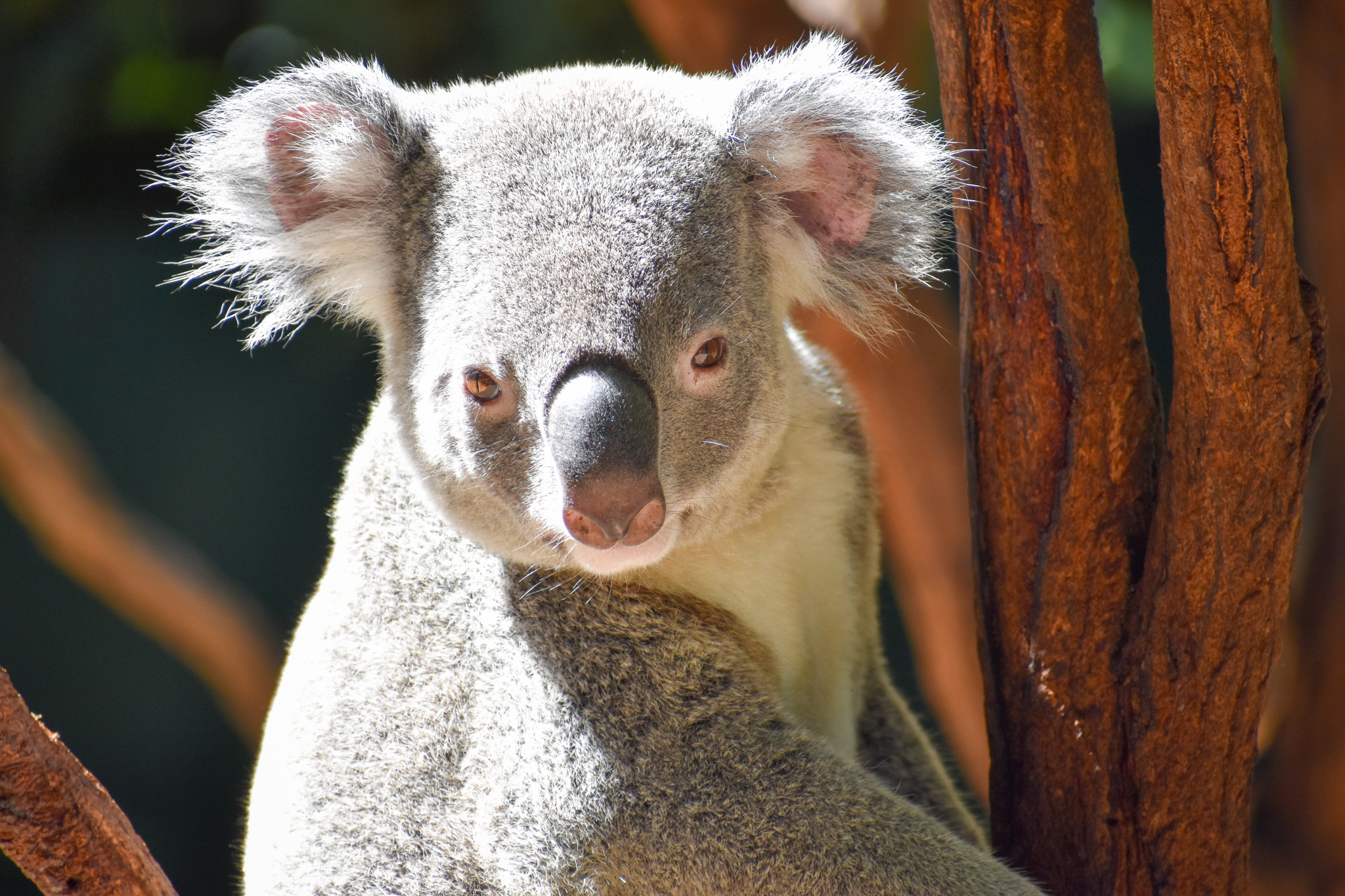 Koala (Phascolarctos cinereus)