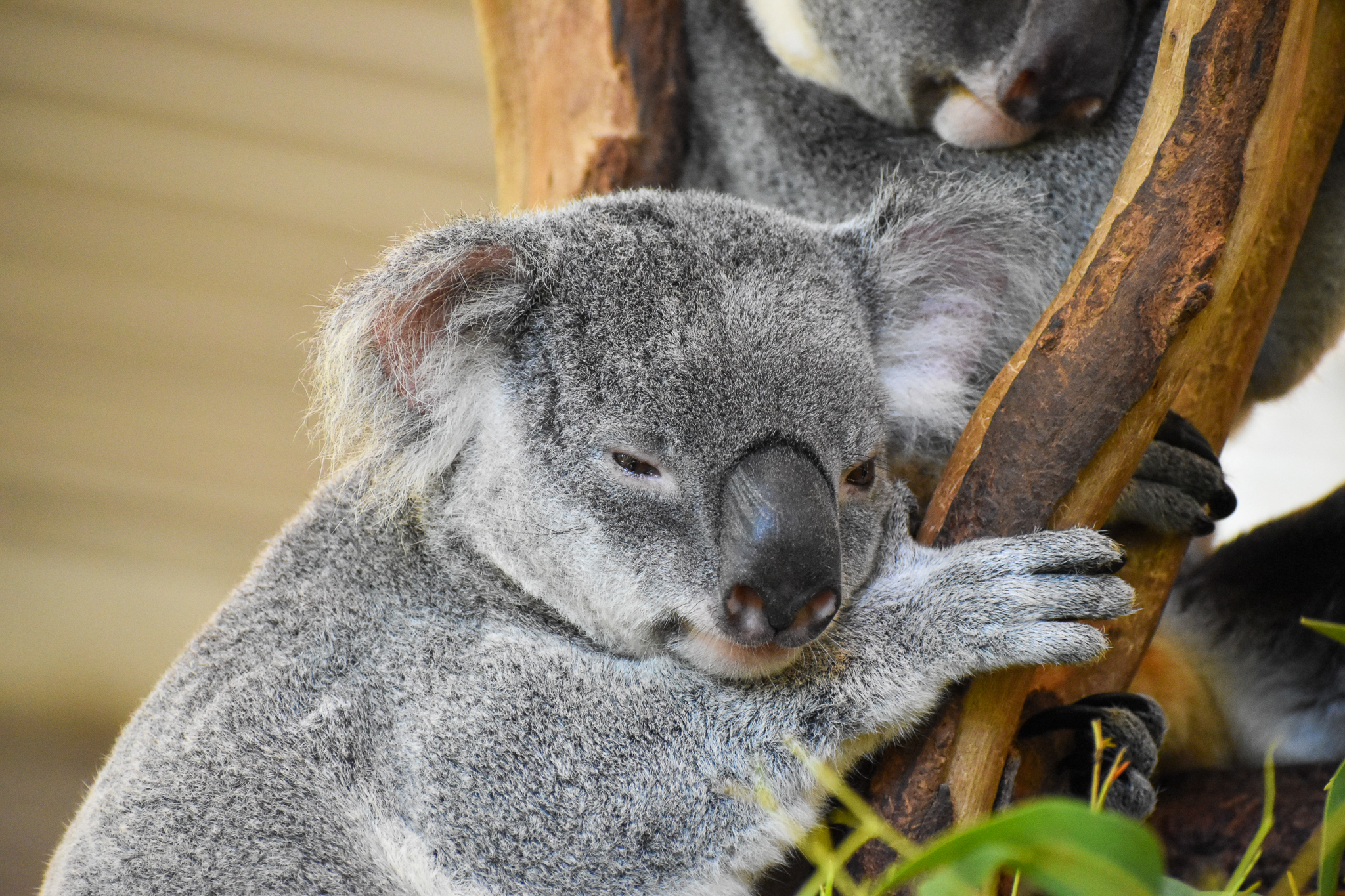Koala (Phascolarctos cinereus)