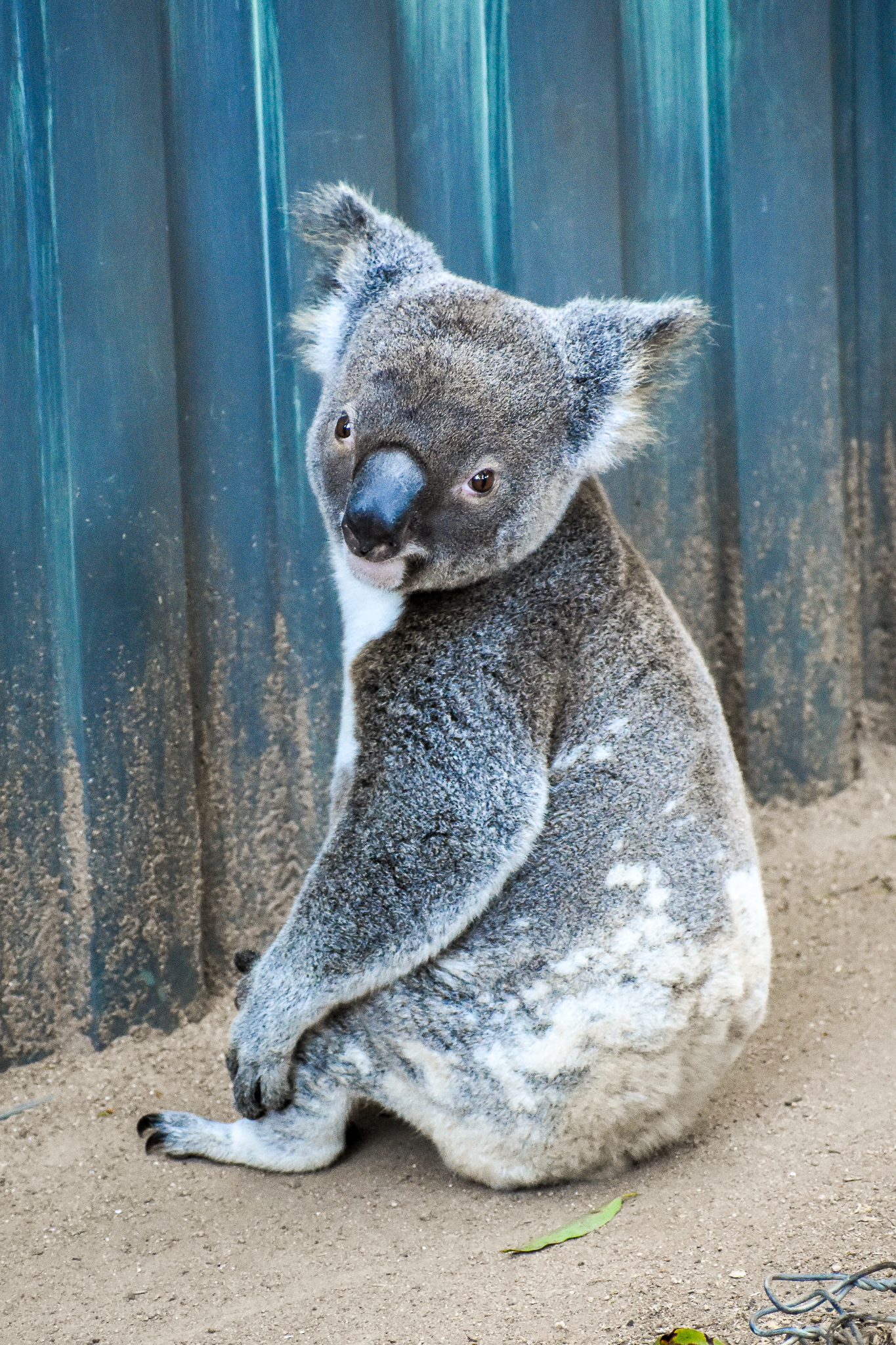 Koala (Phascolarctos cinereus)