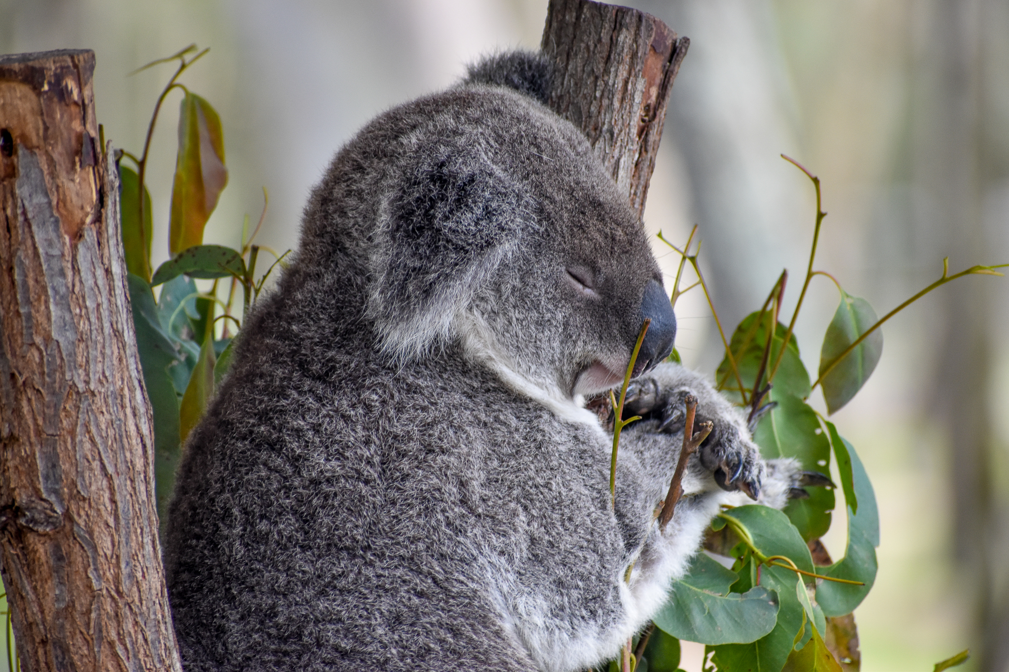 Koala (Phascolarctos cinereus)
