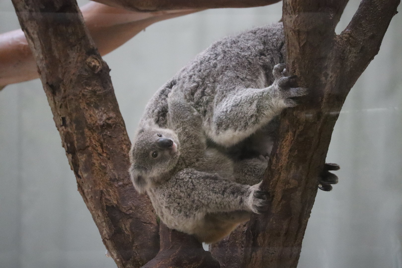 Koala (Phascolarctos cinereus)