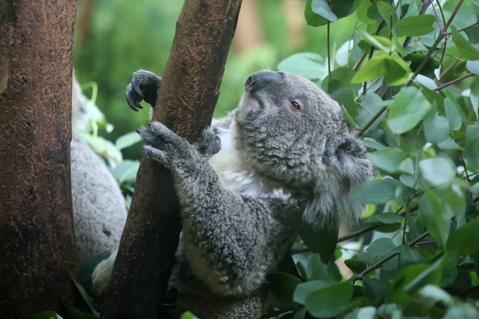 Koala (Phascolarctos cinereus)