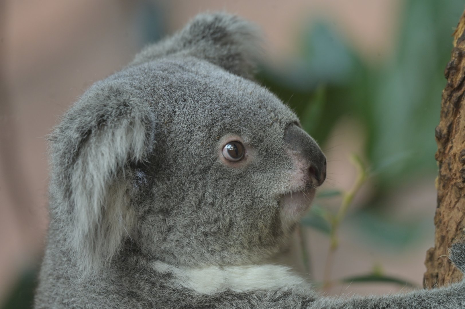 Koala (Phascolarctos cinereus)