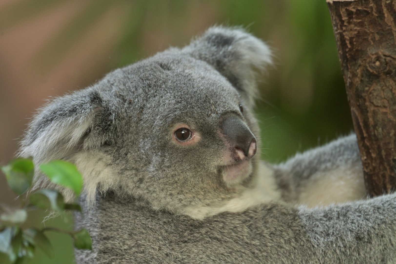 Koala (Phascolarctos cinereus)