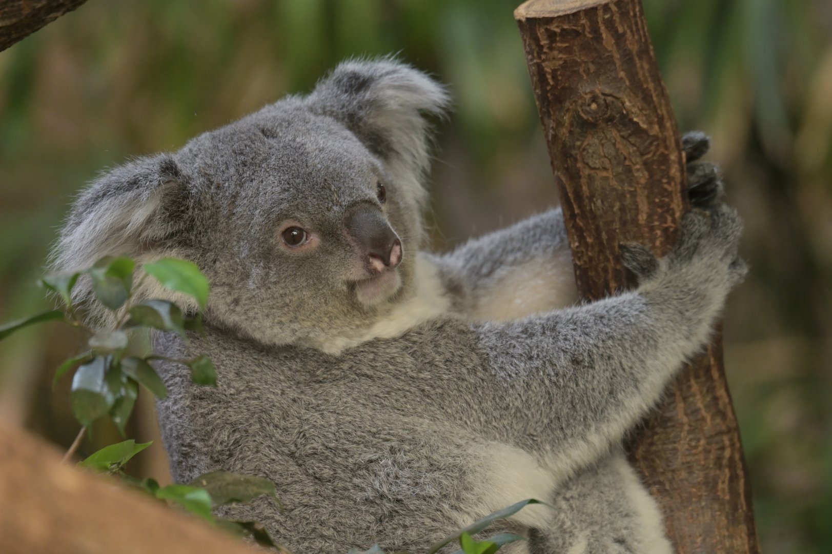 Koala (Phascolarctos cinereus)