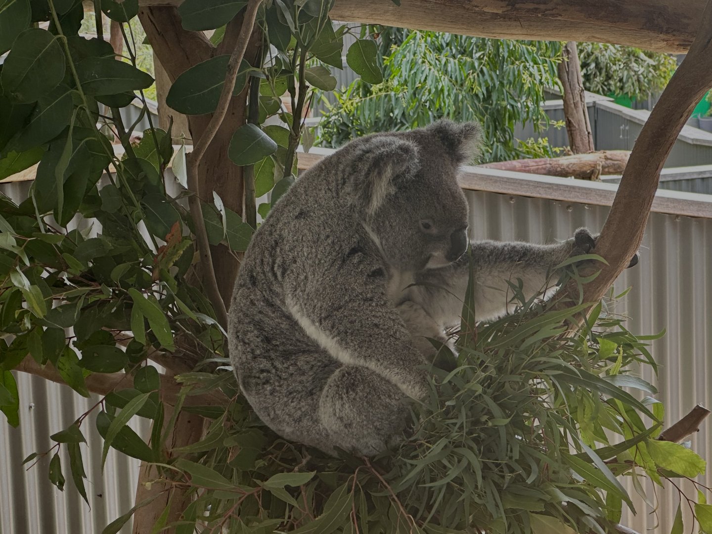 Koala (Phascolarctos cinereus)