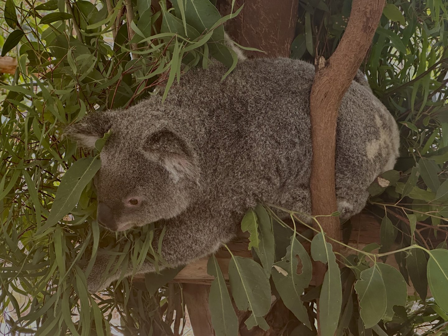 Koala (Phascolarctos cinereus)