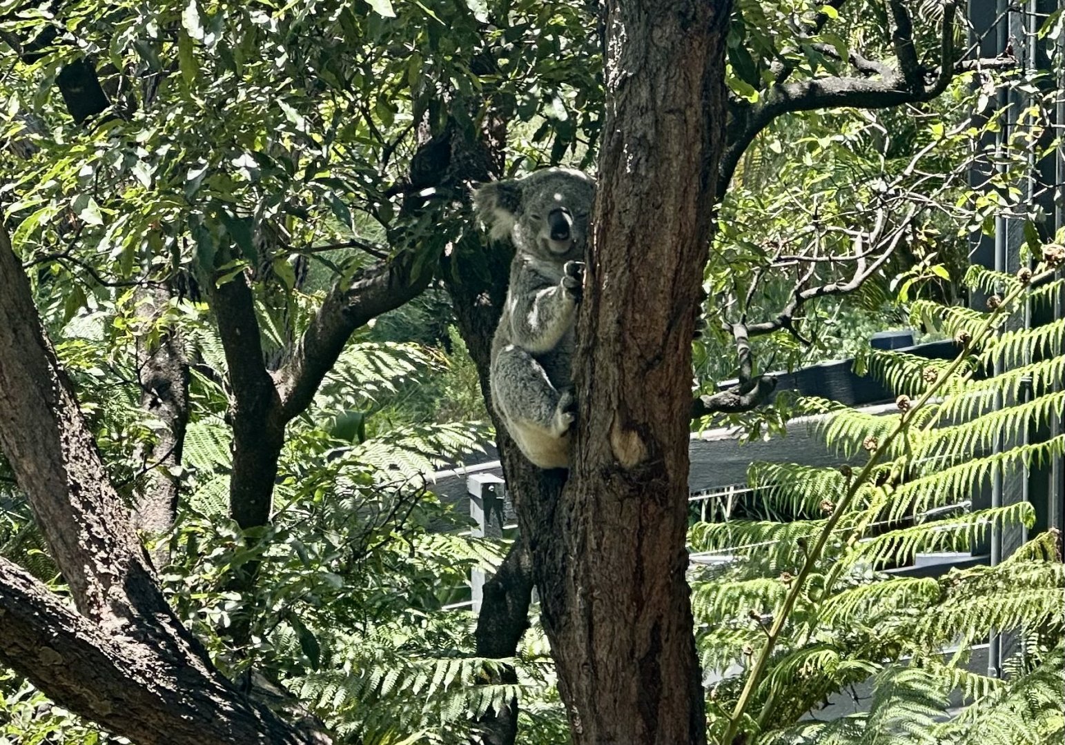 Koala (Phascolarctos cinereus)