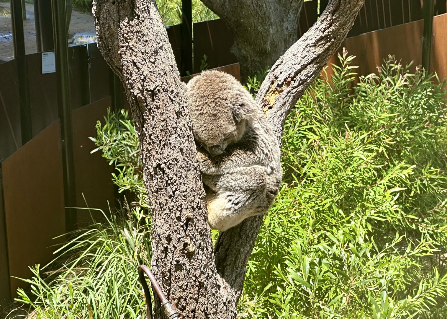 Koala (Phascolarctos cinereus)