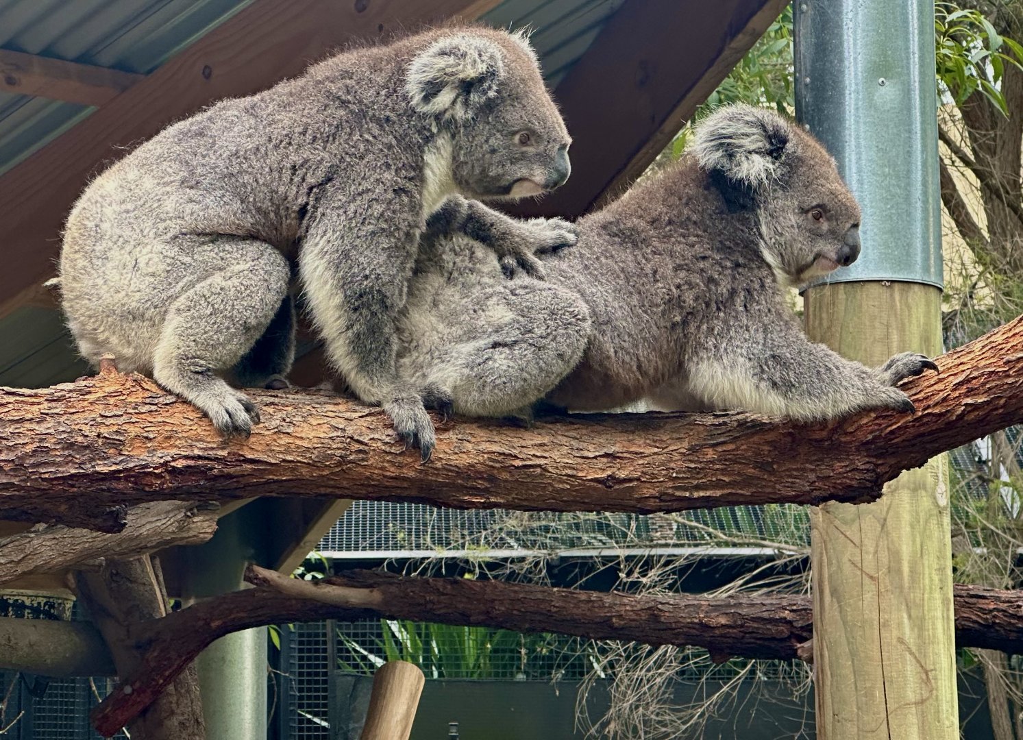 Koala (Phascolarctos cinereus)