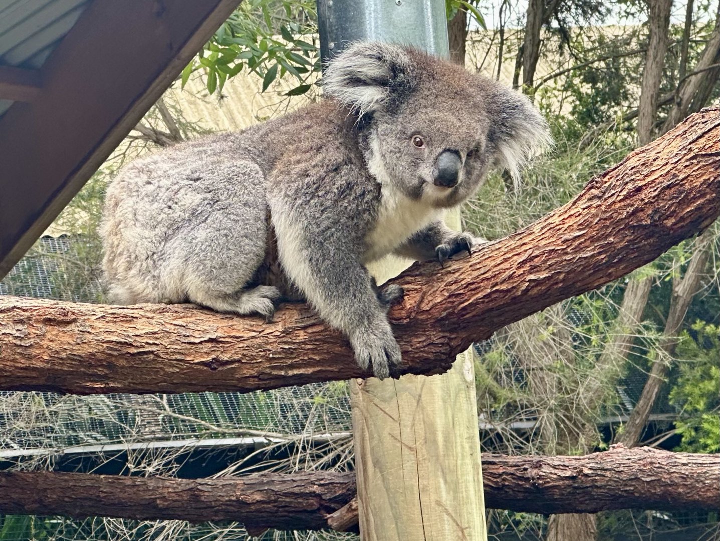 Koala (Phascolarctos cinereus)