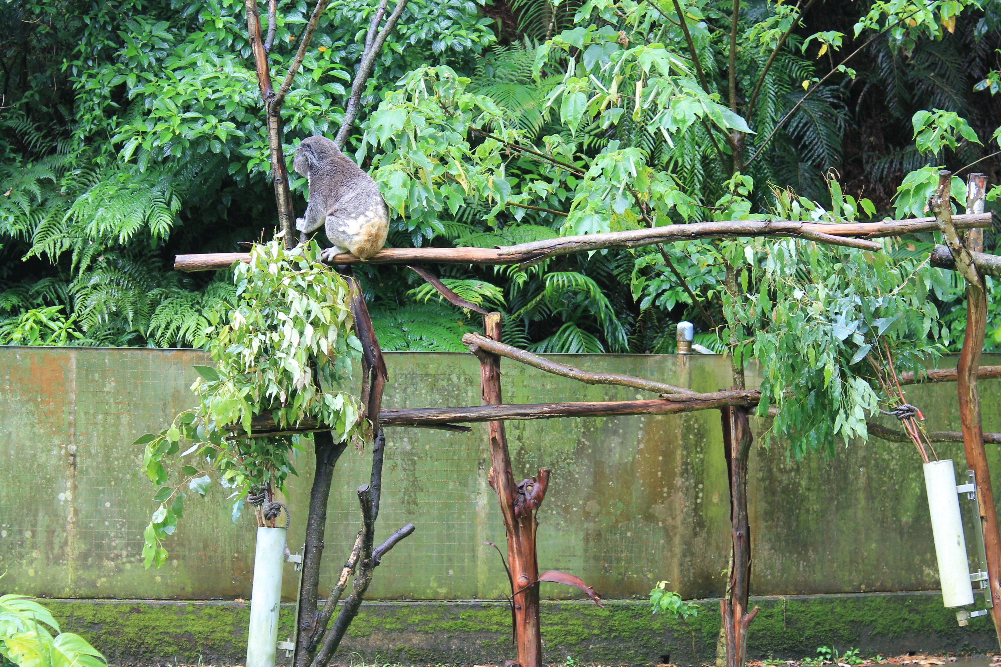 Koala (Phascolarctos cinereus)