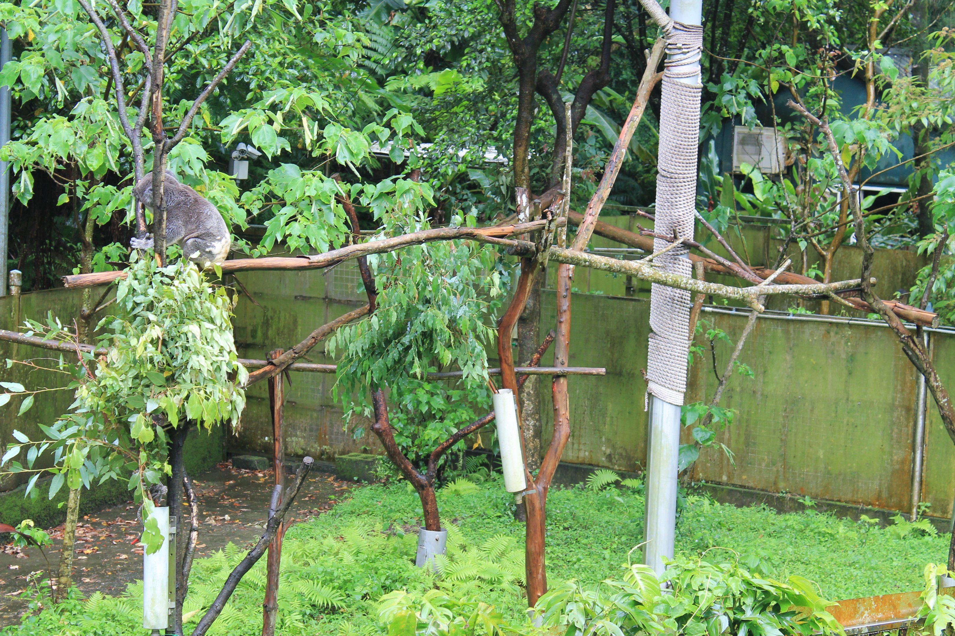 Koala (Phascolarctos cinereus)