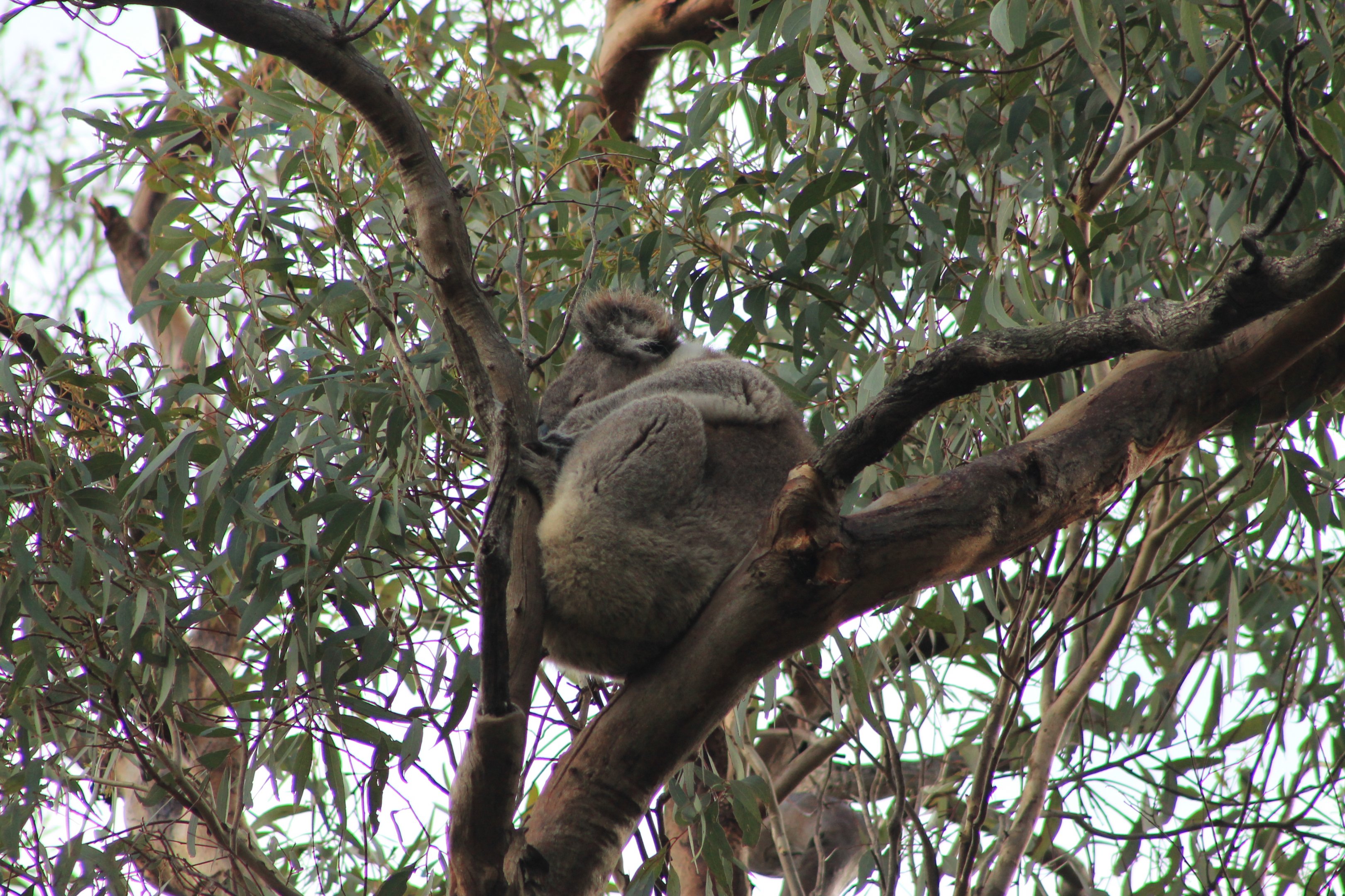 Koala (Phascolarctos cinereus)