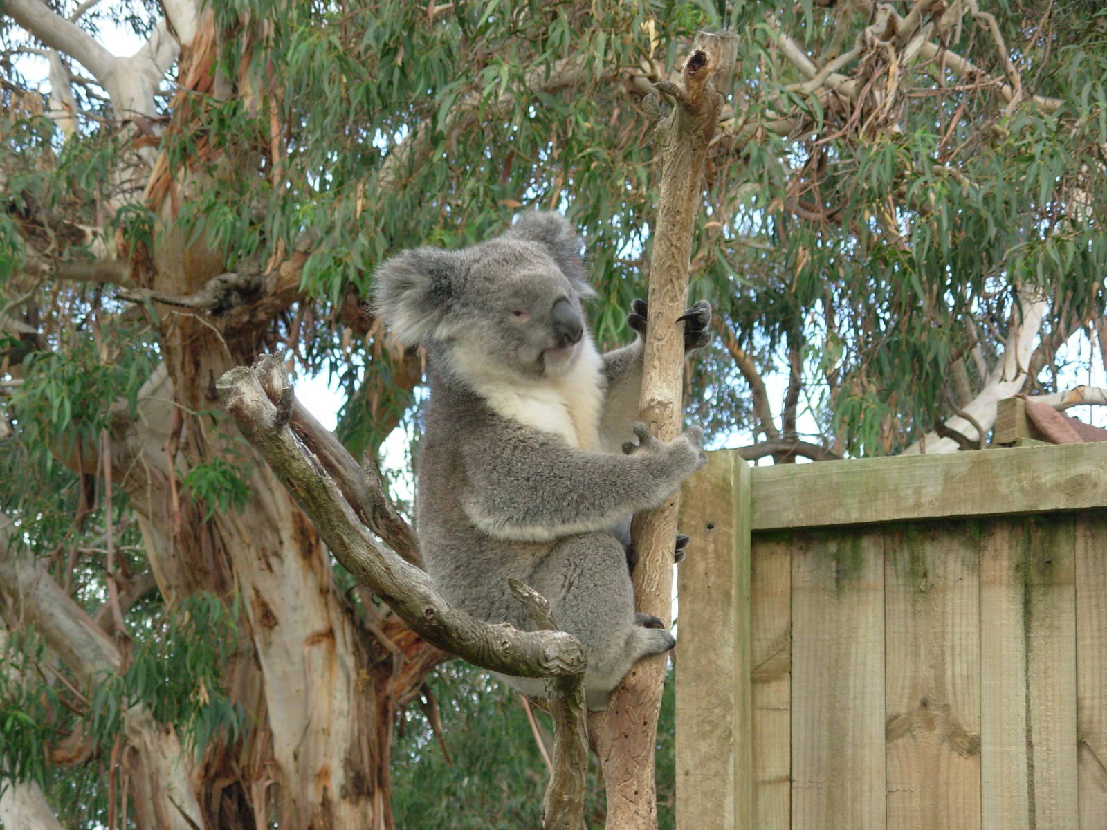 Koala - Phillip Island Wildlife Park