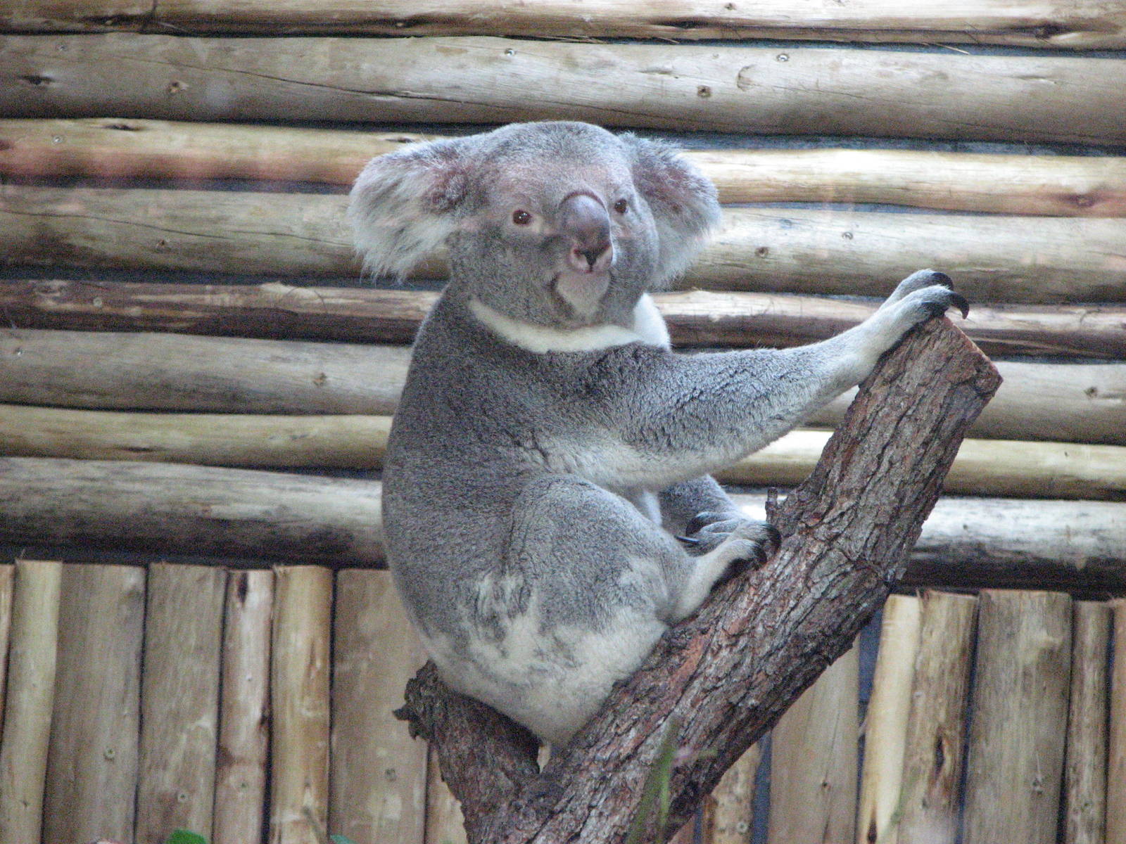 koala posing