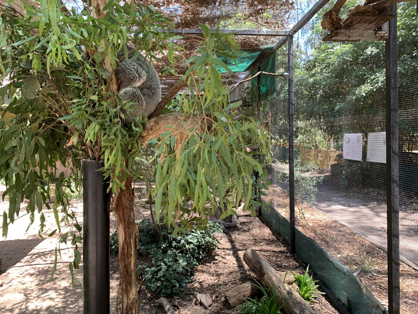 Koala (Potoroo Palace)