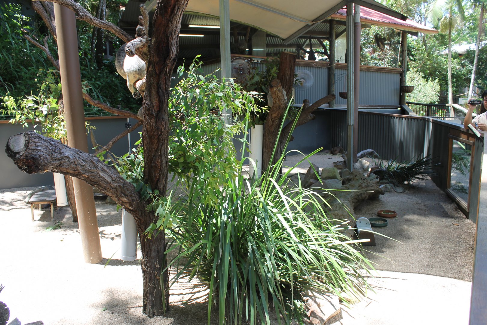 Koala & Quokka enclosure