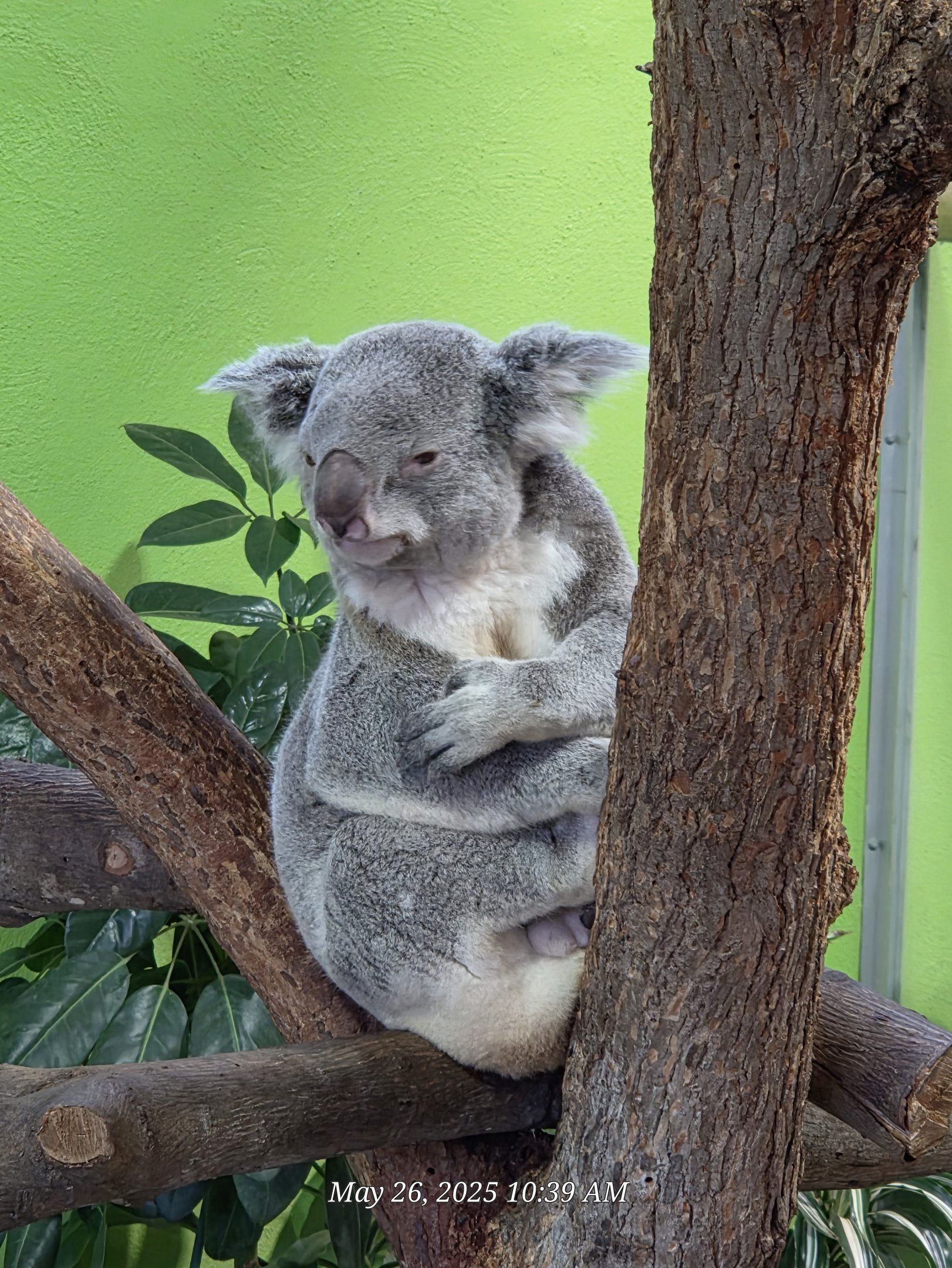 Koala-Riverbanks Zoo
