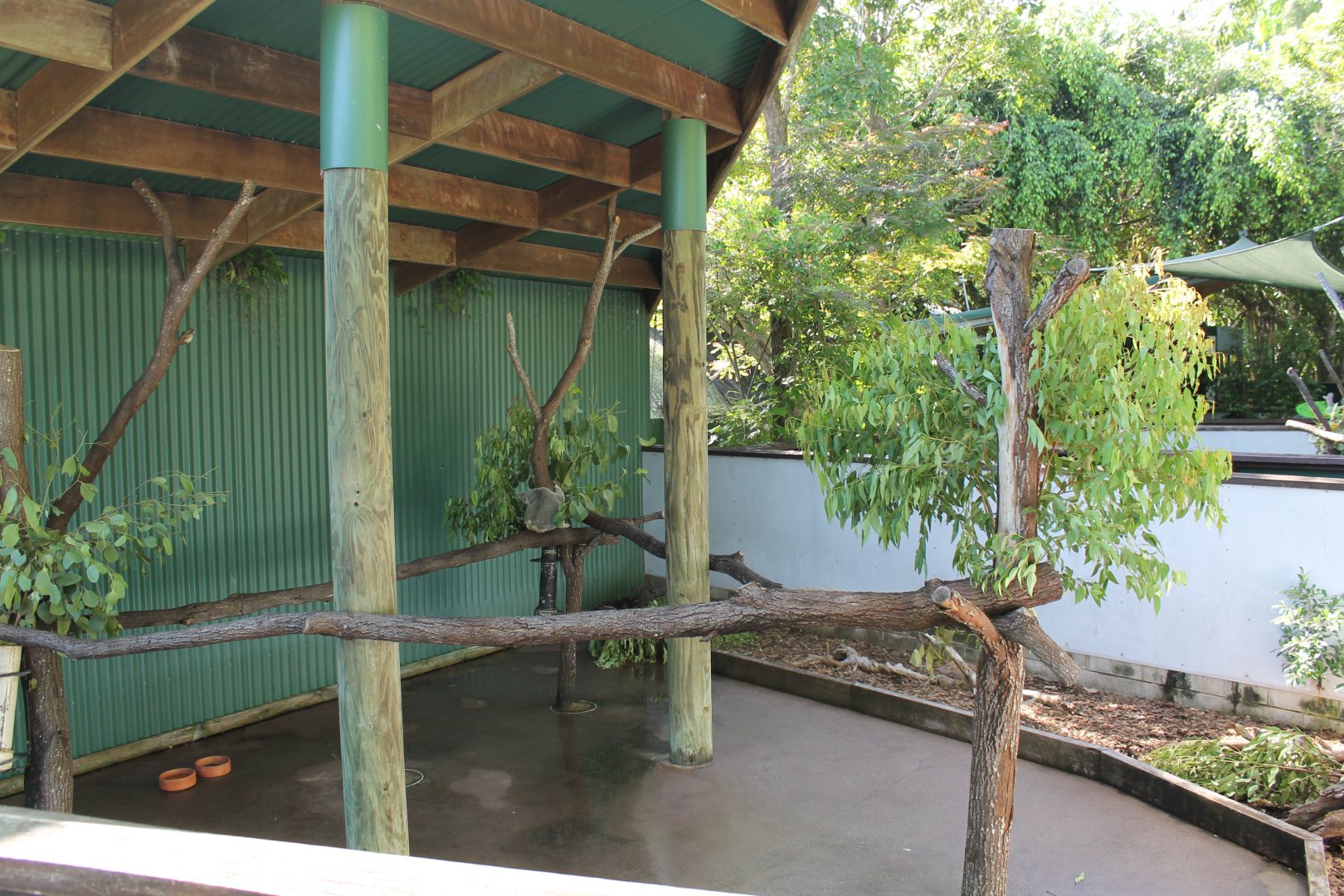 Koala, Rufous Bettong & Northern Brown Bandicoot exhibit