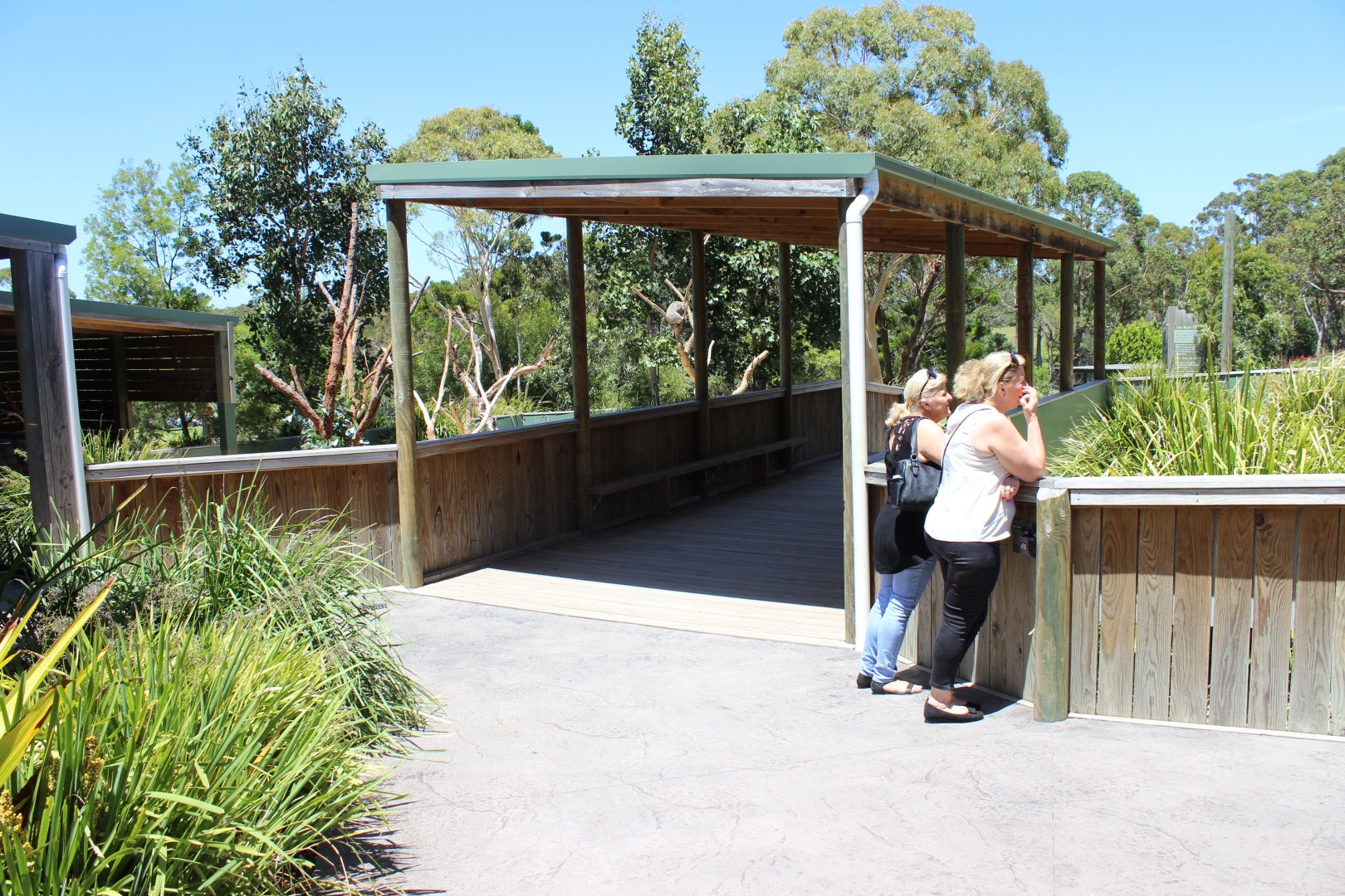 'Koala Sanctuary' Outdoors
