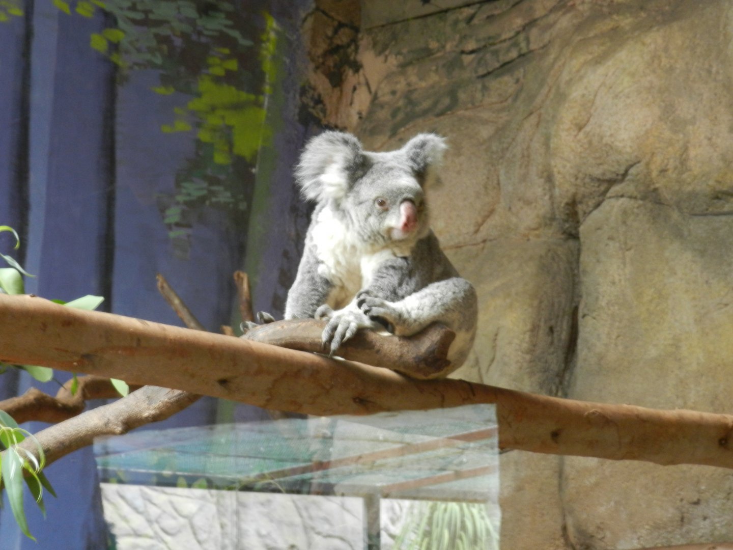 Koala - São Paulo aquarium