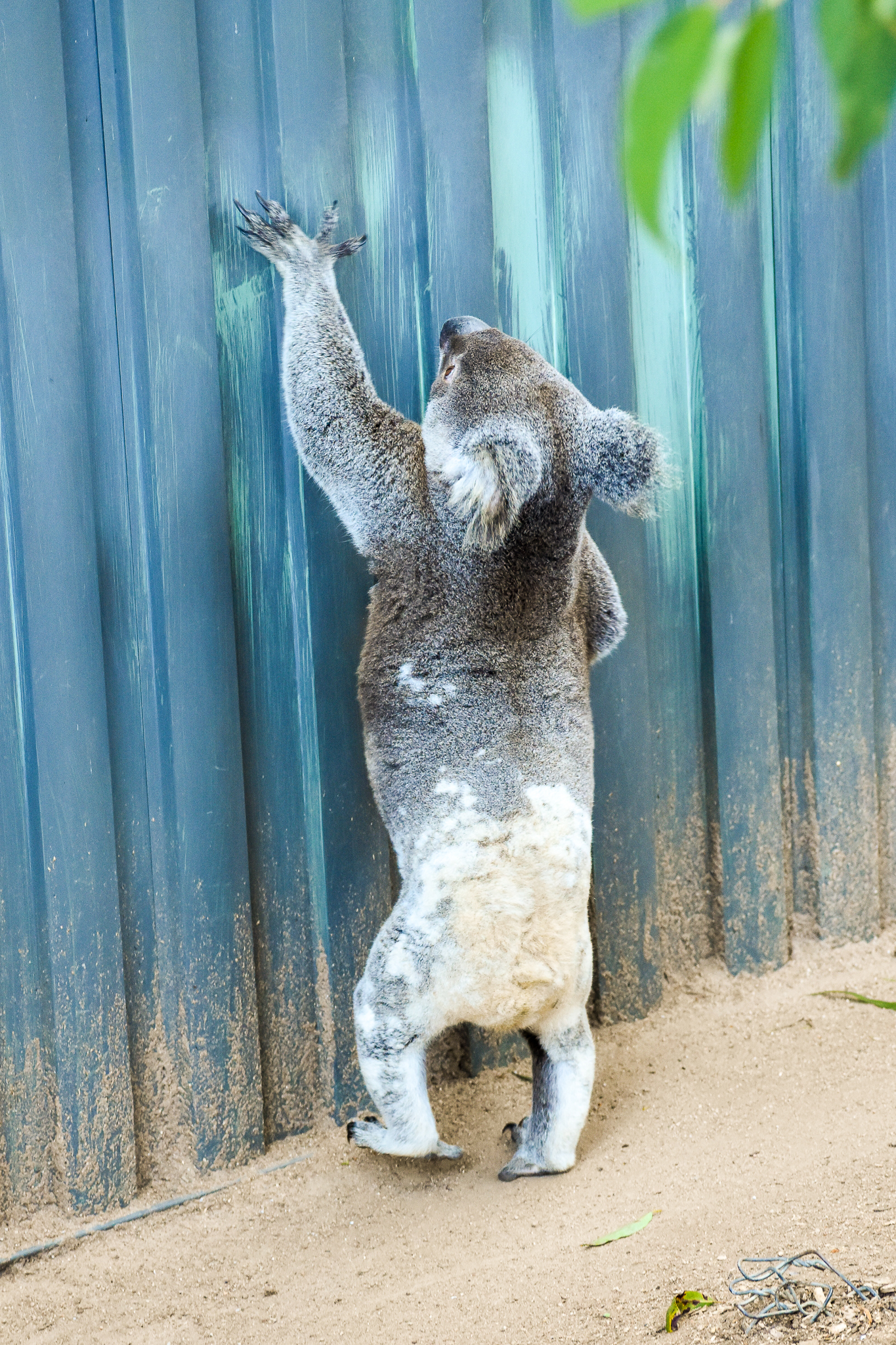 Koala Scratching Fence