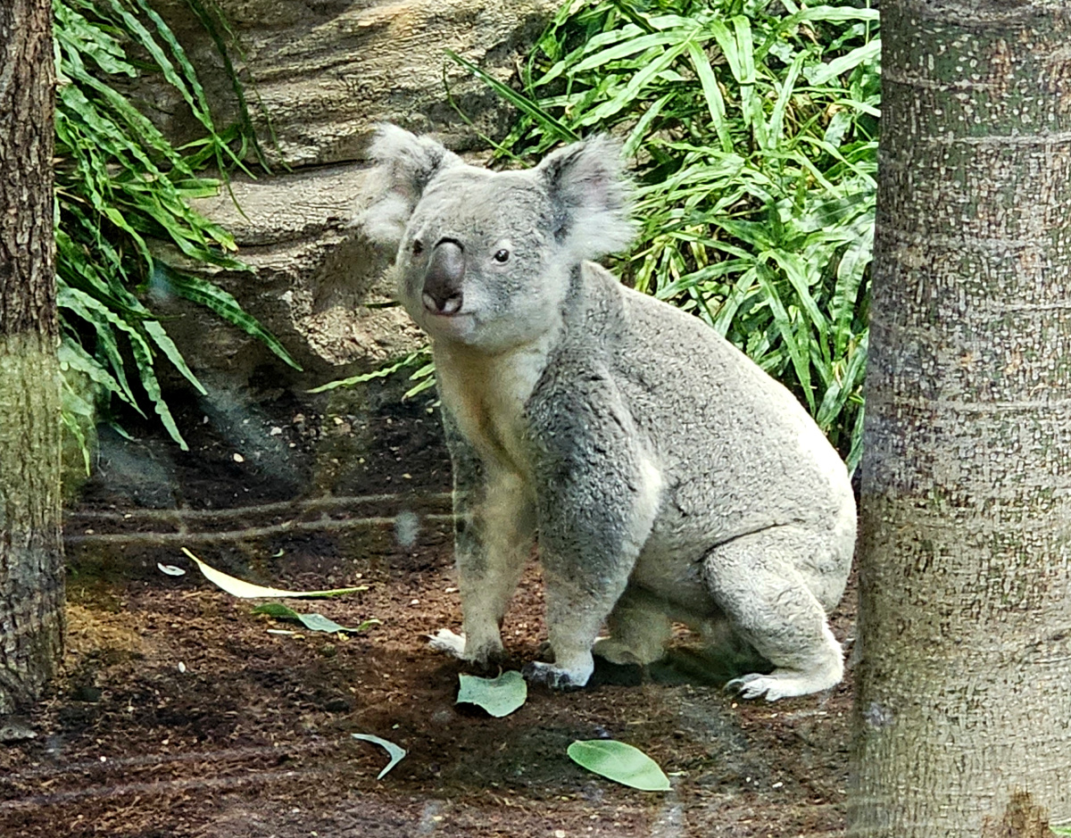 Koala, Sep. 2023