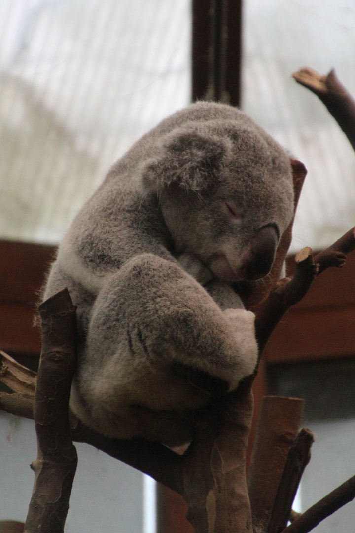 Koala - September 2018