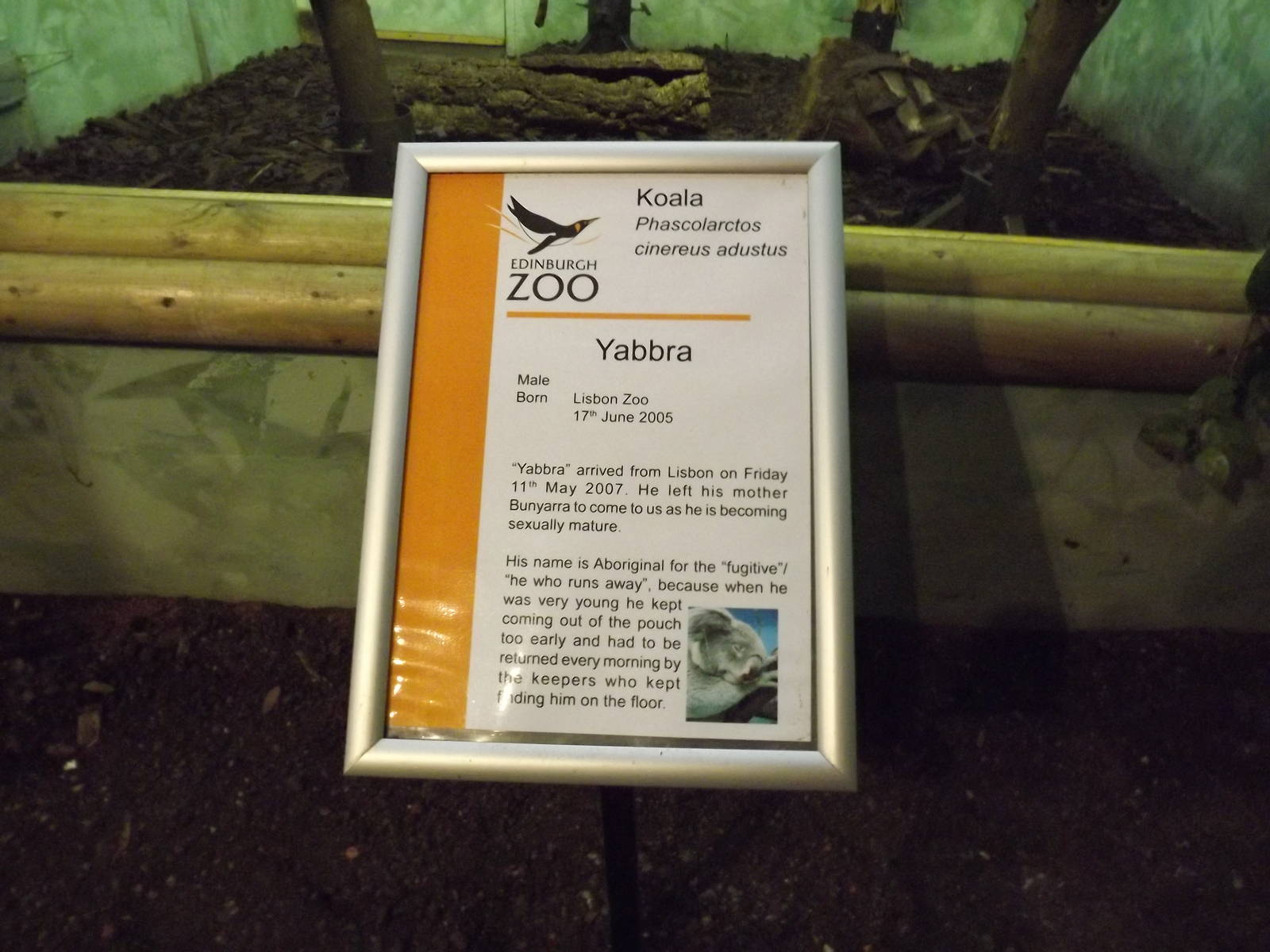 Koala sign at Edinburgh Zoo 28/12/11