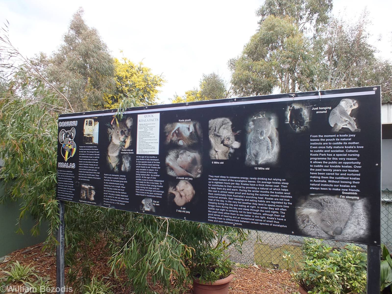 Koala Sign - Cohunu Koala Park