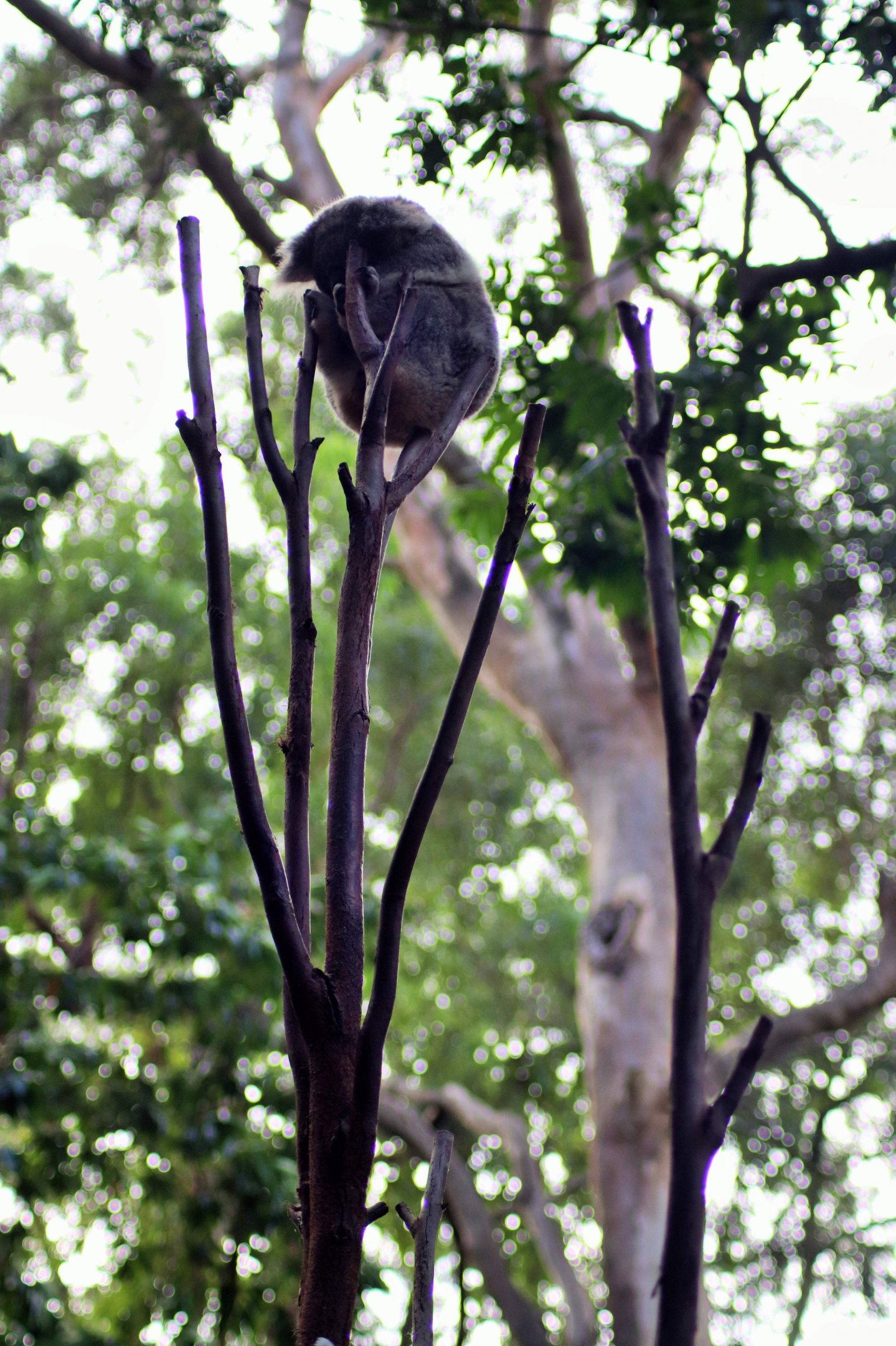 Koala Sitting in a Comfortable Branch...