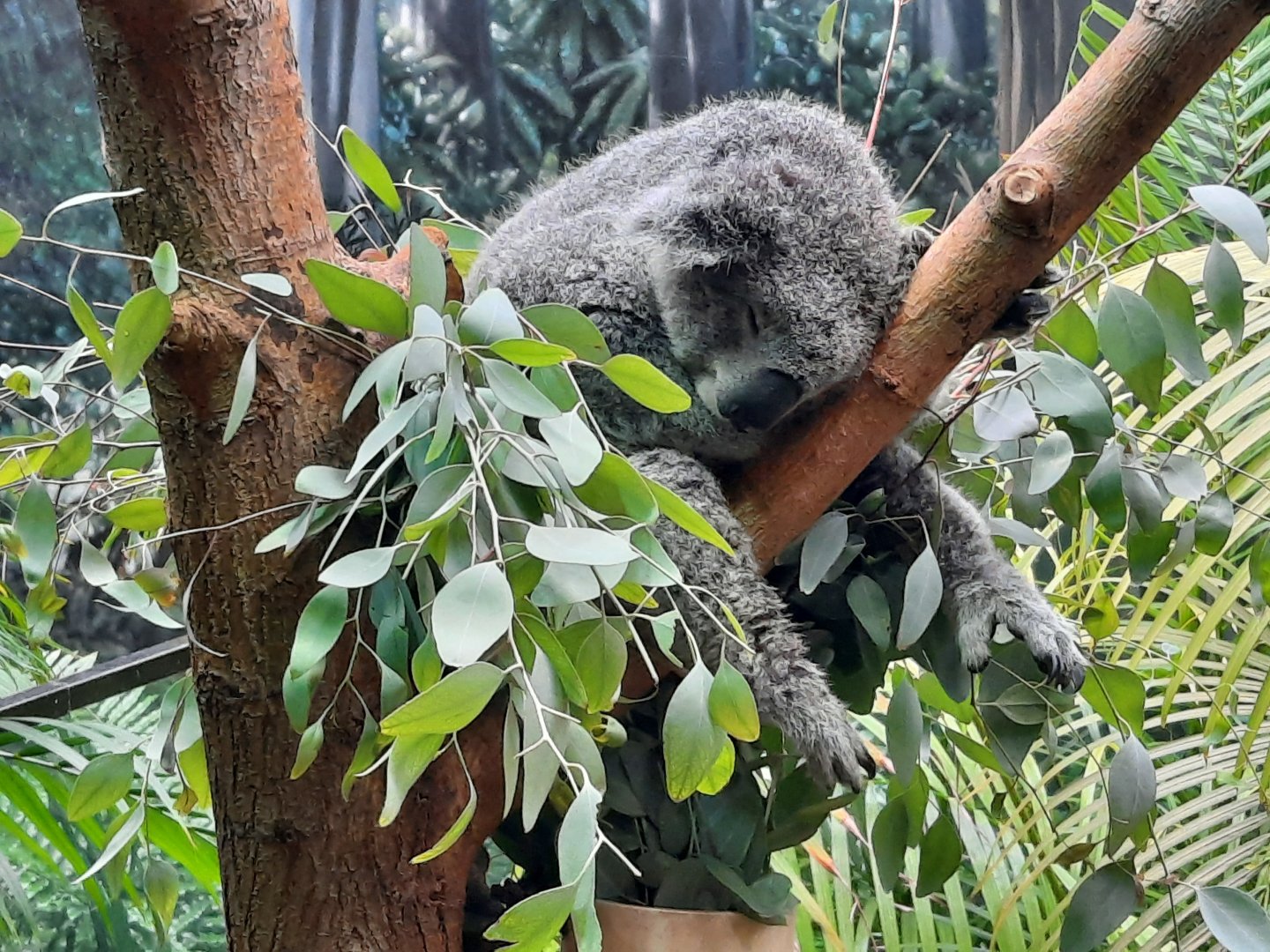 Koala Sleeping Up Close