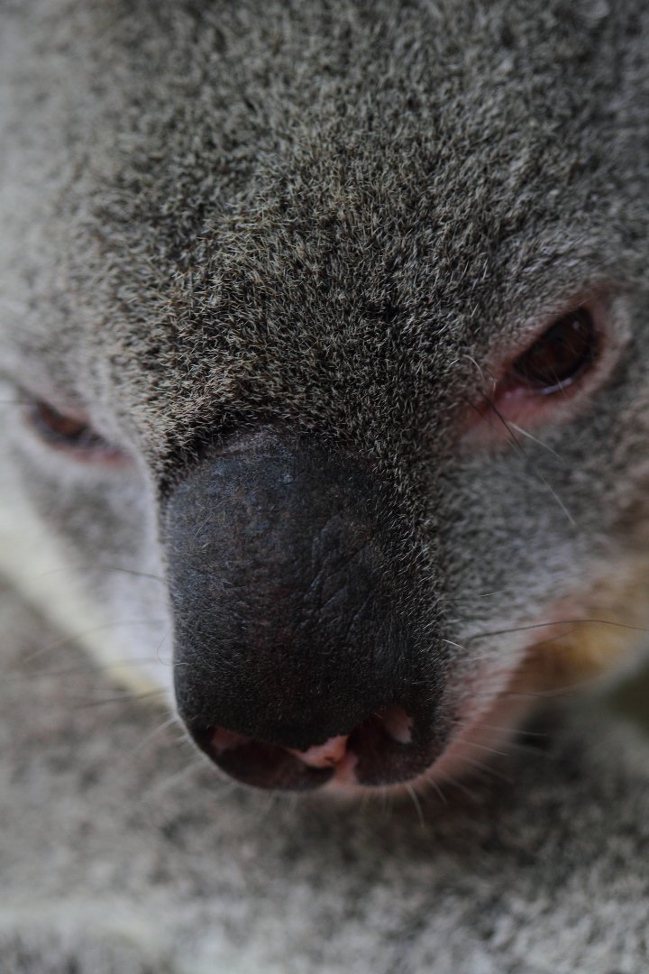 Koala, Snakes Downunder Jan 2016