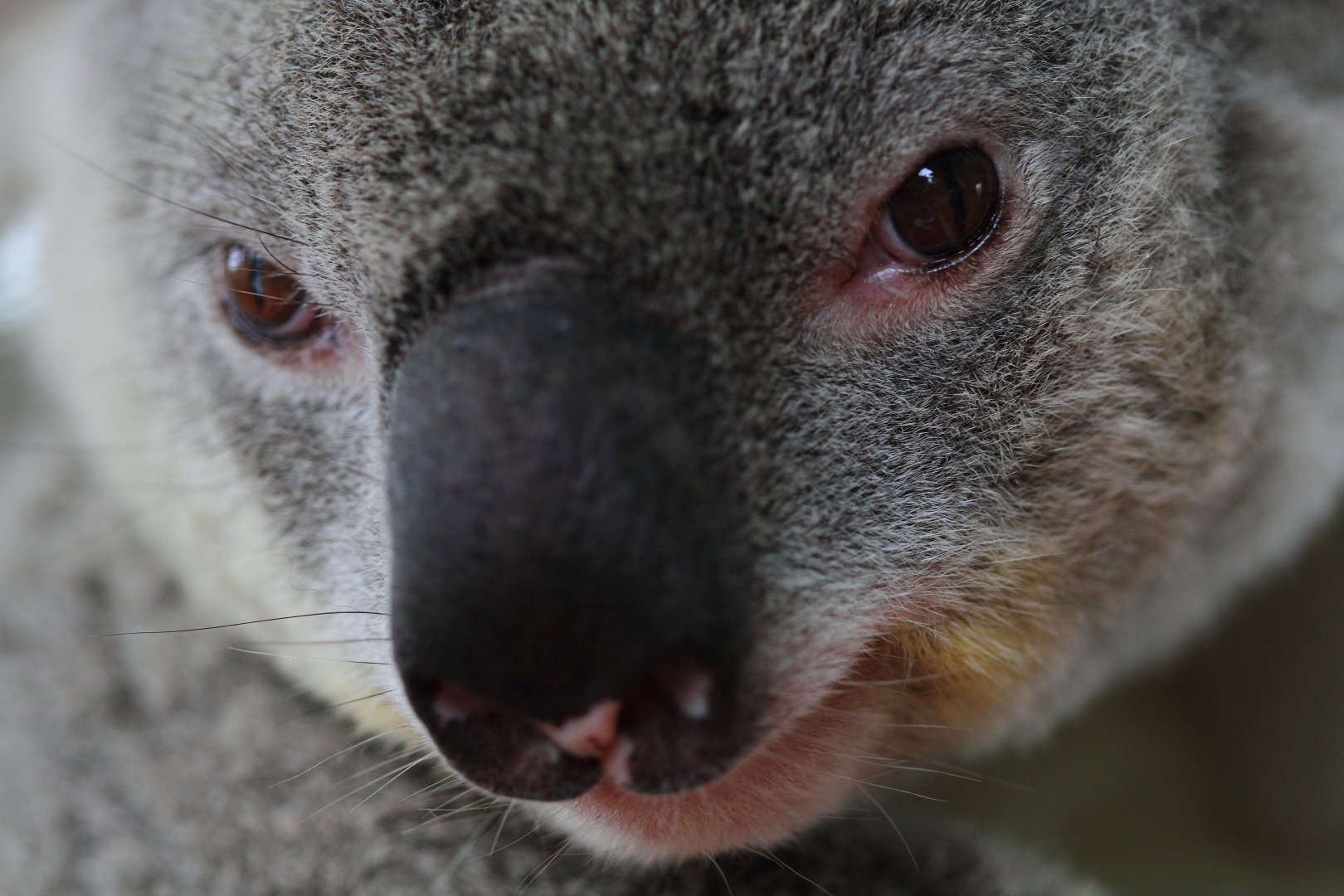Koala, Snakes Downunder Jan 2016