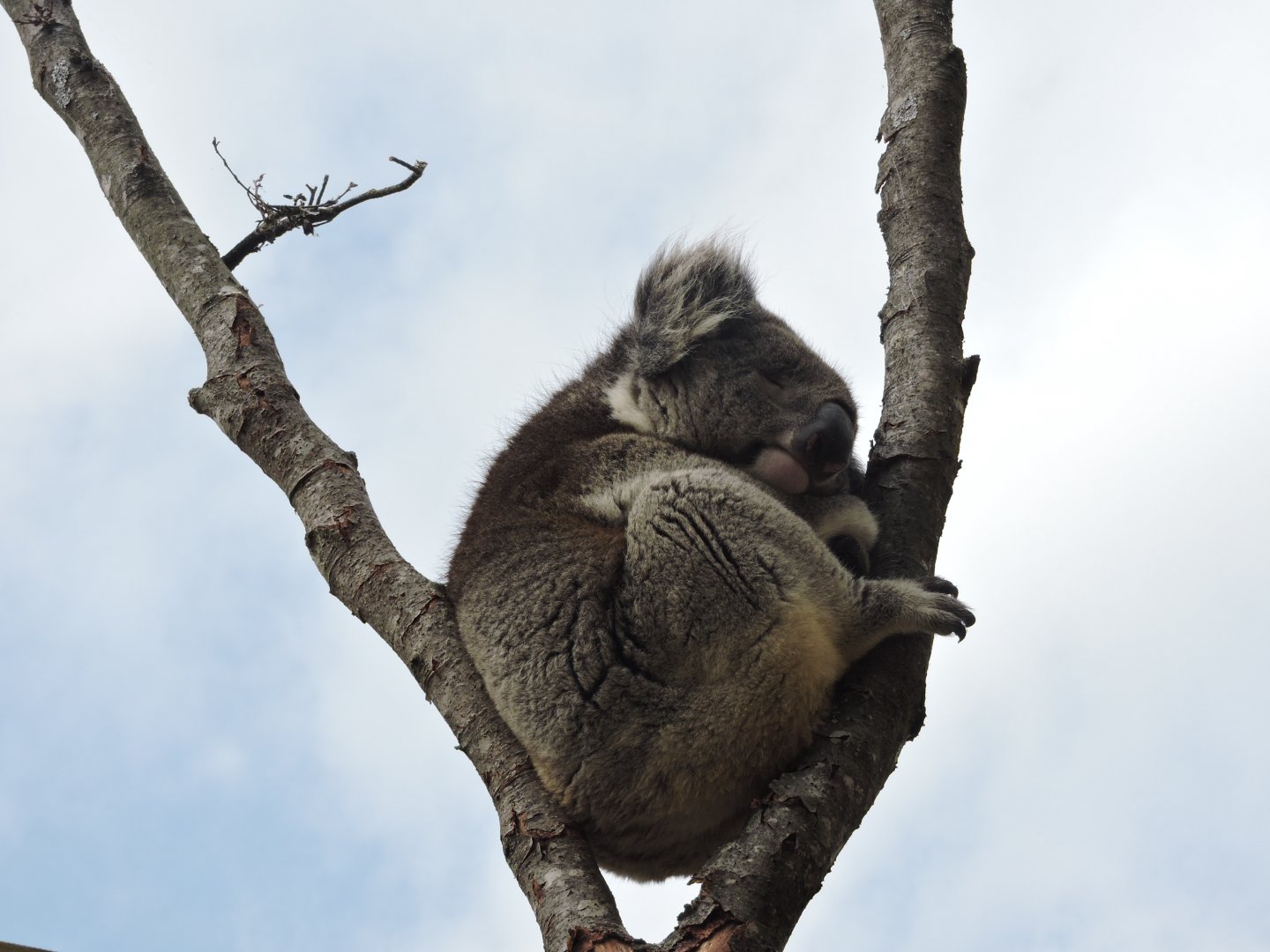 Koala Snoozing