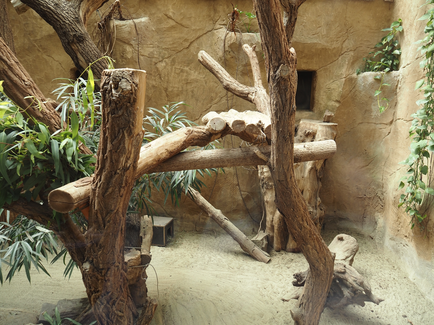 Koala, South-east Australian short-beaked echidna and Western woylie exhibit, 2024-06-08