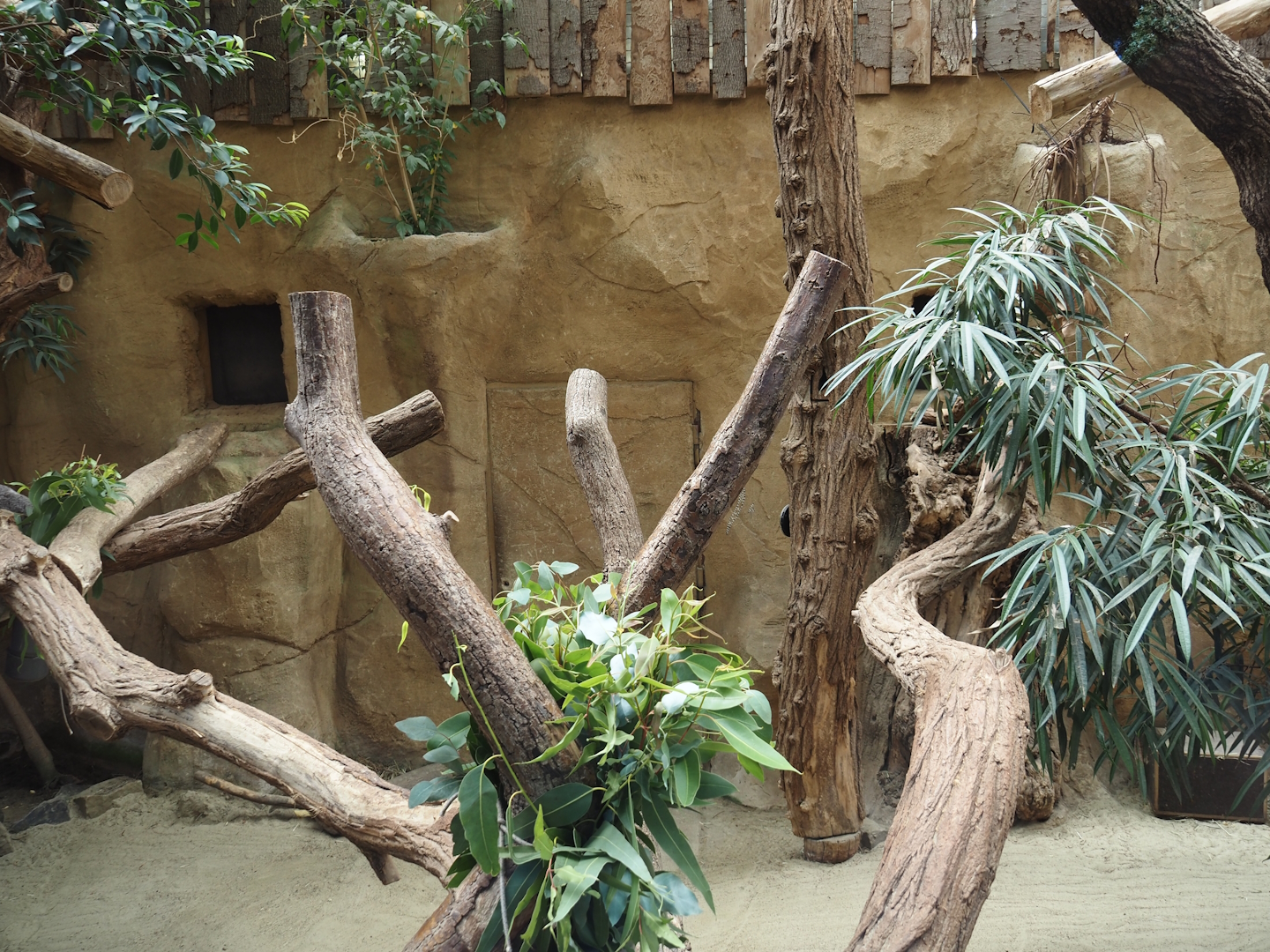 Koala, South-east Australian short-beaked echidna and Western woylie exhibit, 2024-06-08